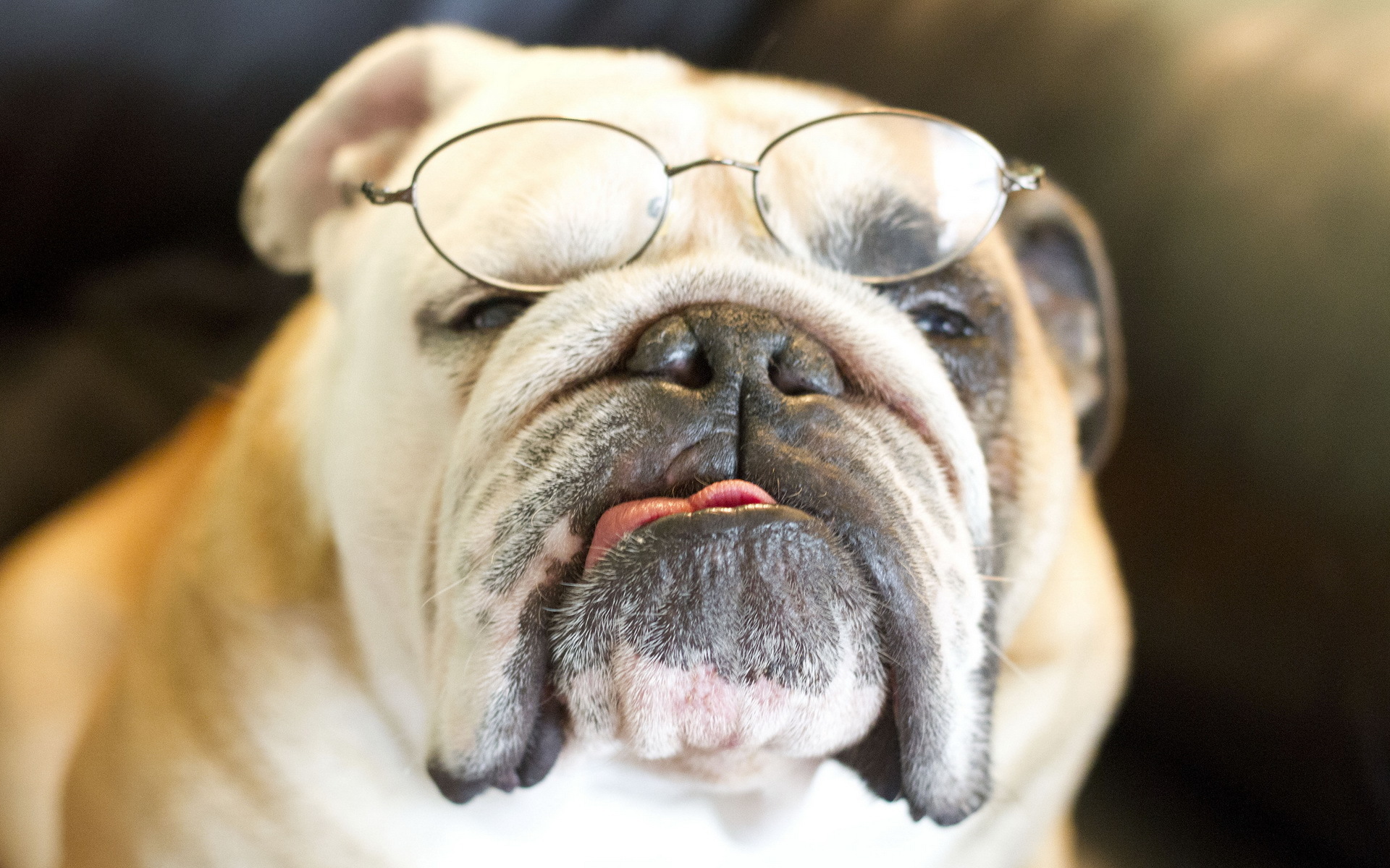 dogs, Bulldog, Glasses, Snout, Animals Wallpaper