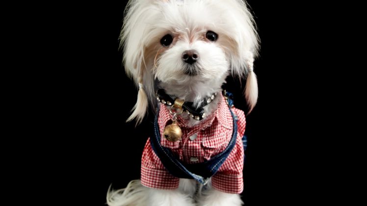 dogs, Glance, Formal, Shirt, Animals HD Wallpaper Desktop Background