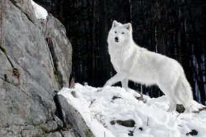 wolves, White, Animals, Wolf