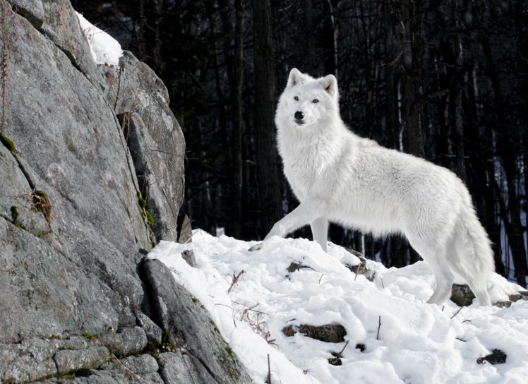 wolves, White, Animals, Wolf HD Wallpaper Desktop Background