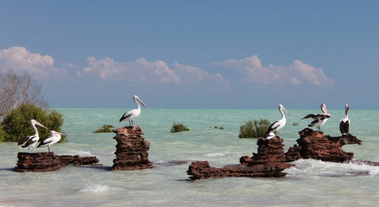 australia, Birds, Sea, Pelican, Ocean, Sea HD Wallpaper Desktop Background