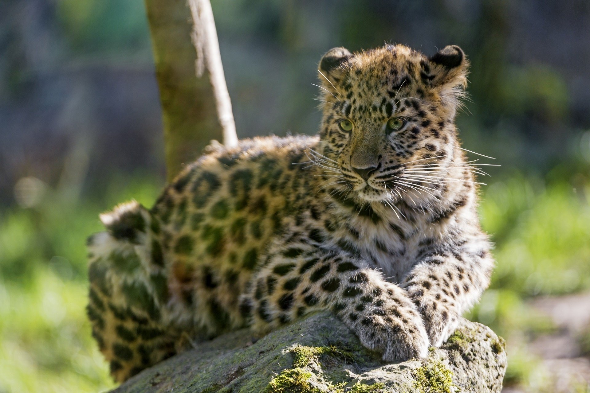 amur, Leopard, The, Amur, Leopard, Leopard, Wild, Cat, Carnivore, Cub, Kitten, Baby Wallpaper
