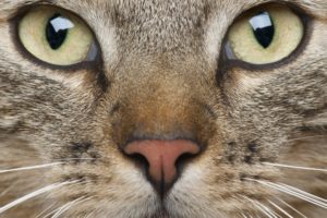 animal, Whiskers, Eyes, Muzzle, Cat