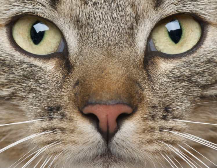 animal, Whiskers, Eyes, Muzzle, Cat HD Wallpaper Desktop Background