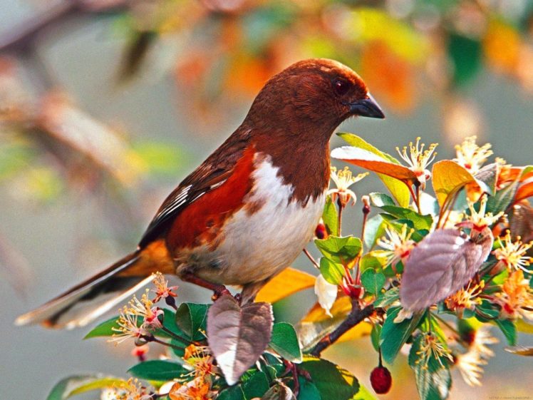 birds, Bird HD Wallpaper Desktop Background