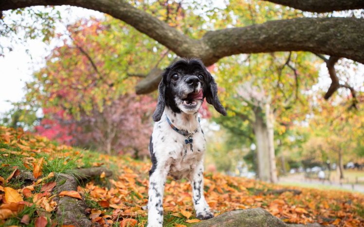 dog, Autumn, Nature HD Wallpaper Desktop Background
