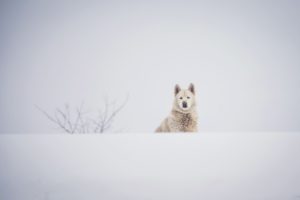 dog, Muzzle, Winter, Snow, White, Husky