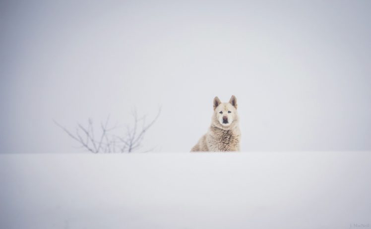 dog, Muzzle, Winter, Snow, White, Husky HD Wallpaper Desktop Background