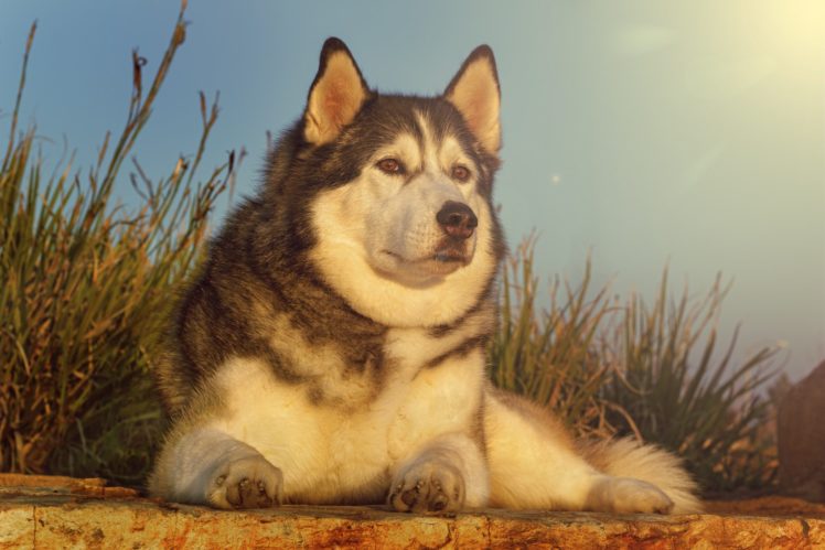 dog, Husky HD Wallpaper Desktop Background