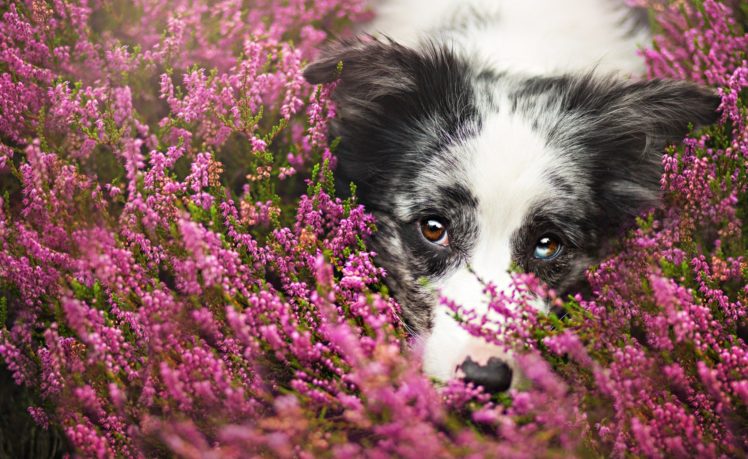 dogs, Border, Collie, Glance, Animals HD Wallpaper Desktop Background