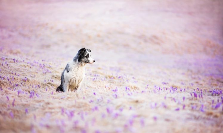dogs, Border, Collie, Animals HD Wallpaper Desktop Background
