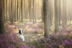dogs, Forest, Border, Collie, Animals, Nature