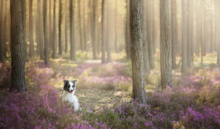 dogs, Forest, Border, Collie, Animals, Nature HD Wallpaper Desktop Background