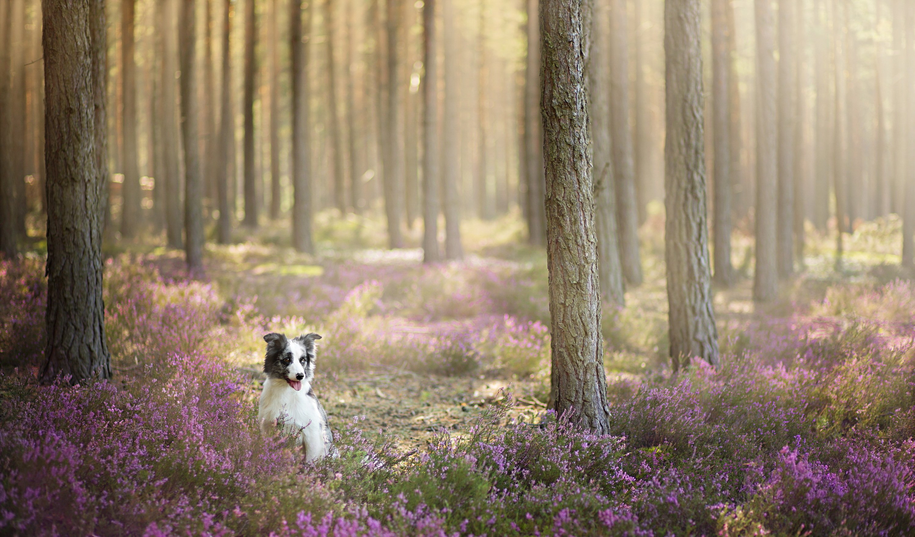 dogs, Forest, Border, Collie, Animals, Nature Wallpaper