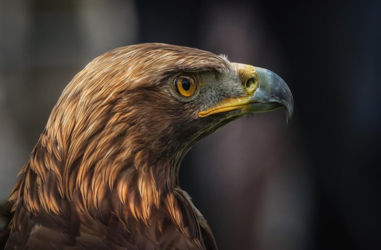 eagle, Detlef, Knapp, Bird, Predator, Profile HD Wallpaper Desktop Background