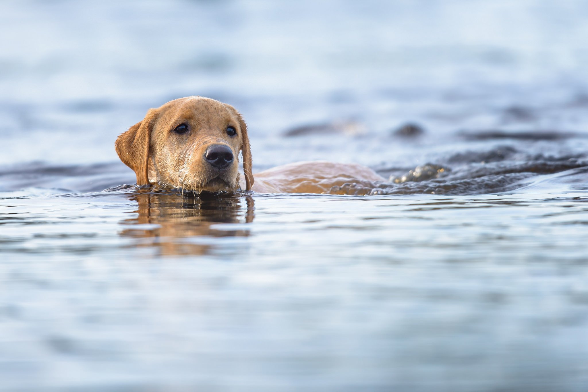 face, Dog, Swim, Swimming, Water, Lake Wallpaper