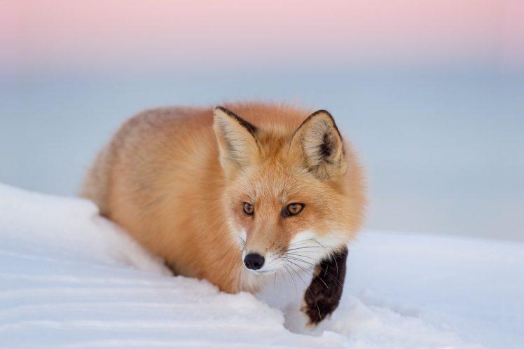 fox, Foxes, Winter, Snow HD Wallpaper Desktop Background