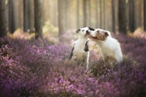 dogs, Forest, Border, Collie, Animals, Nature