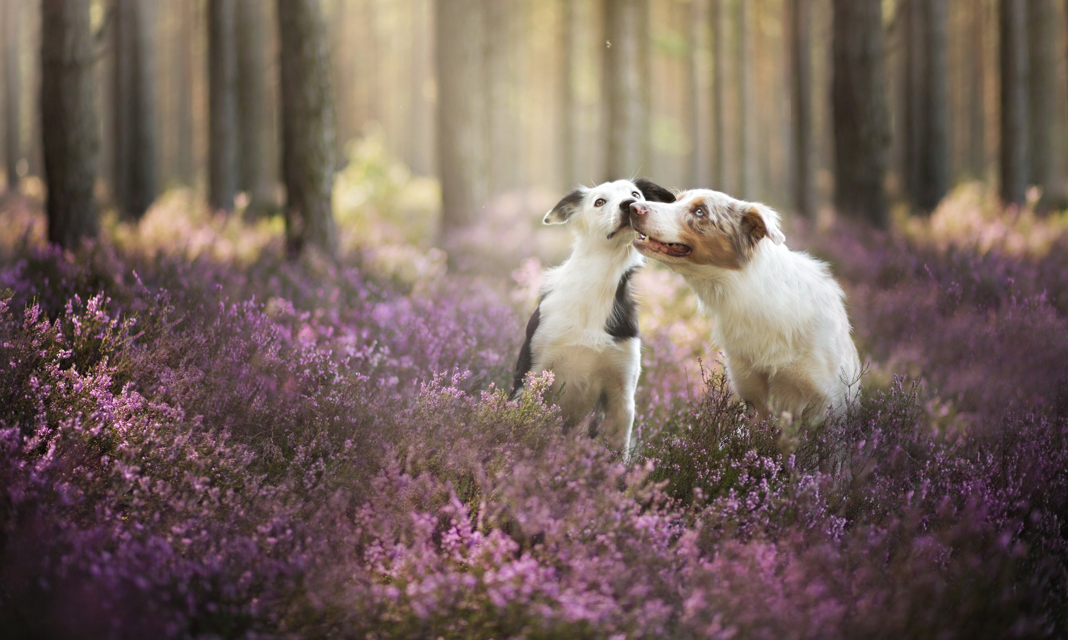 dogs, Forest, Border, Collie, Animals, Nature Wallpaper