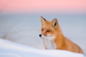 fox, Foxes, Winter, Snow