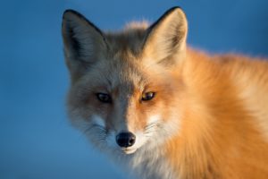 fox, Red, Krasava, Muzzle, Portrait, Sight, Foxes