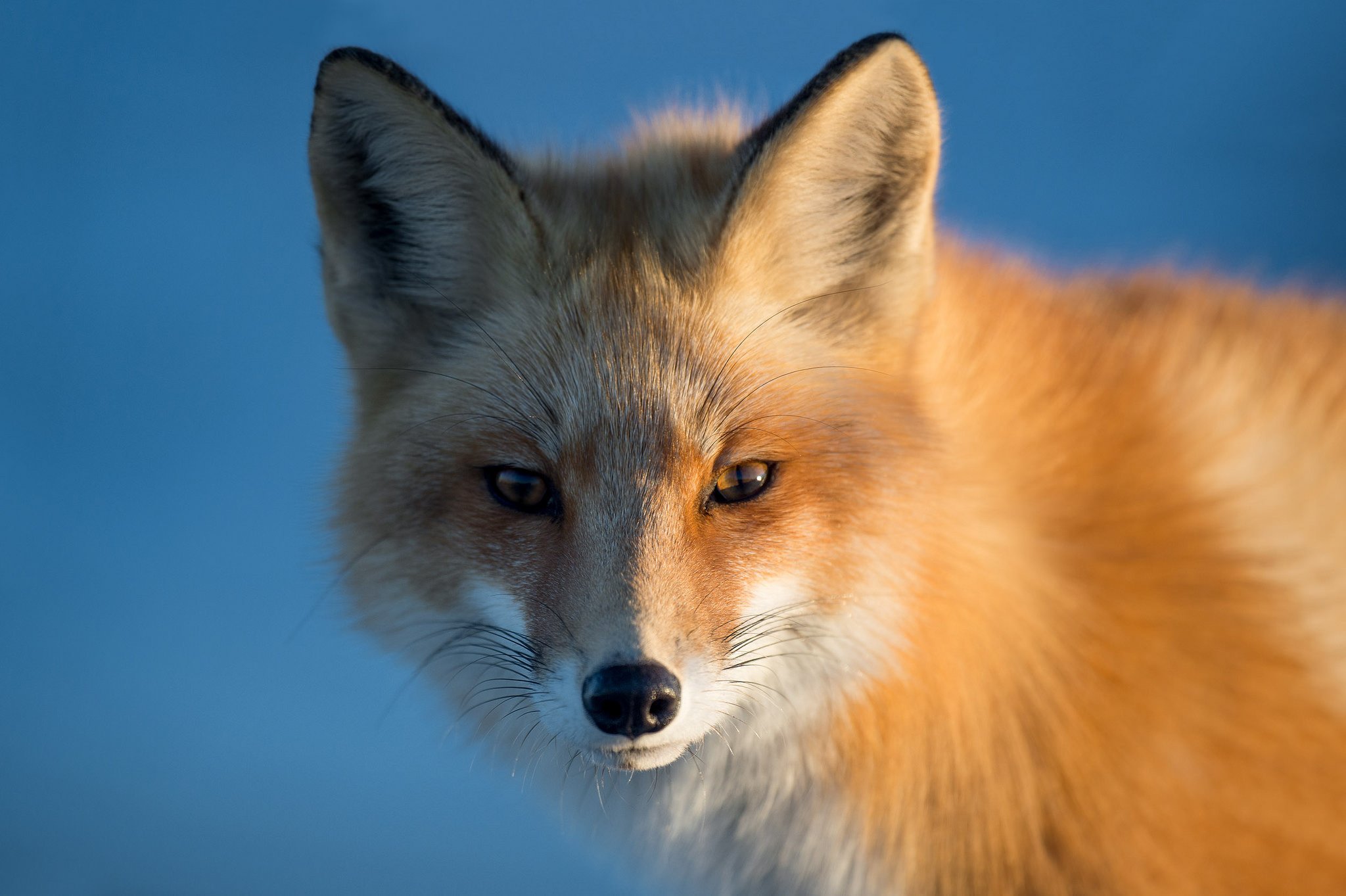 fox, Red, Krasava, Muzzle, Portrait, Sight, Foxes Wallpaper