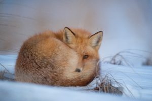 fox, Foxes, Winter