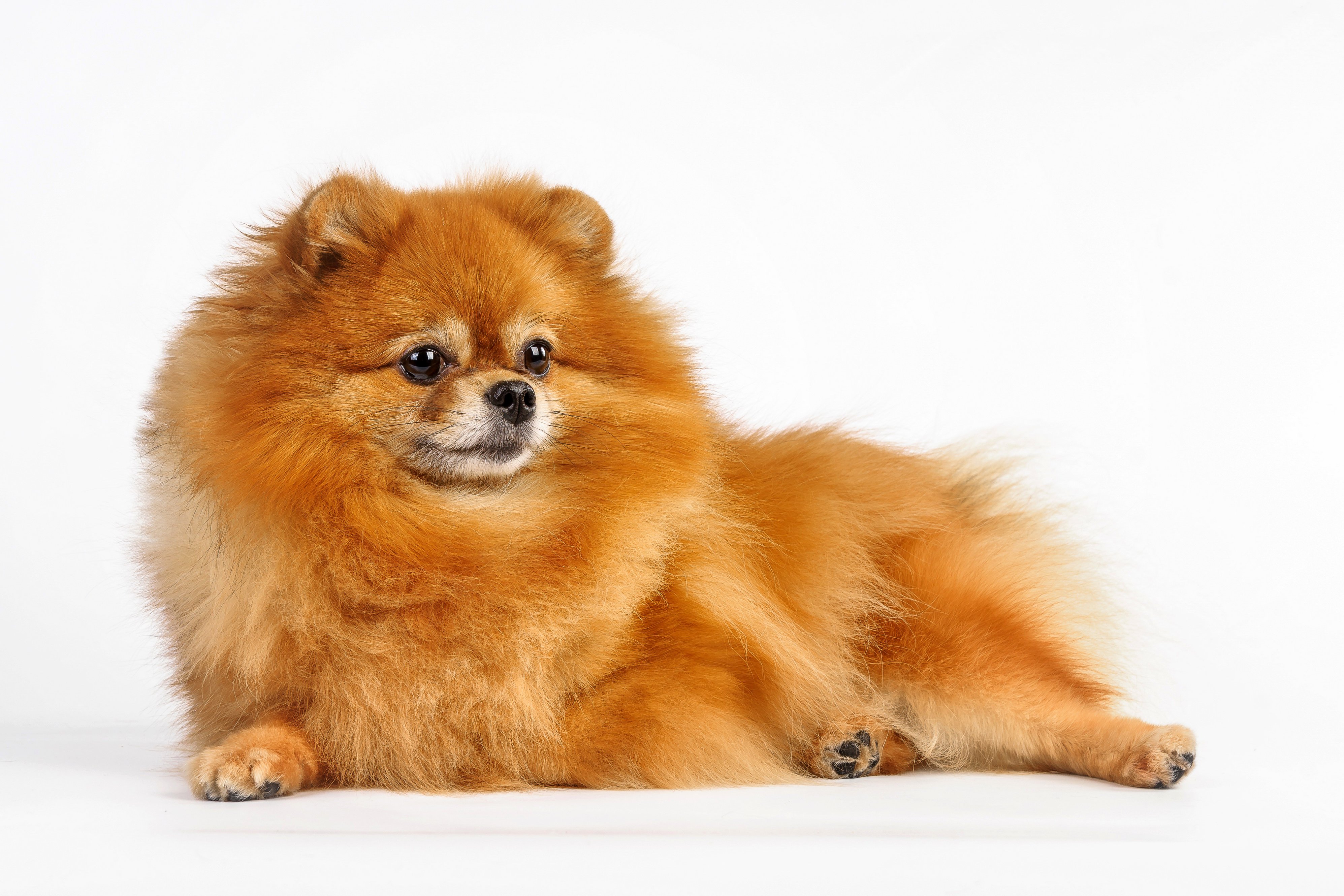 dogs, Spitz, Ginger, Color, Animals Wallpaper