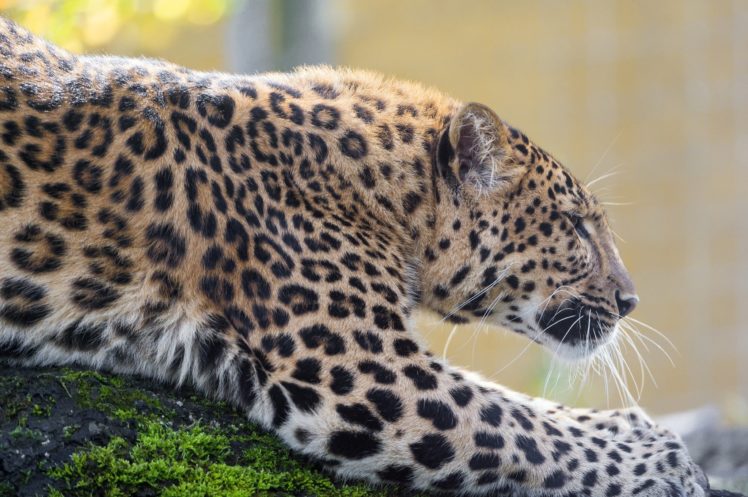 leopard, Wild, Cat, Predator HD Wallpaper Desktop Background