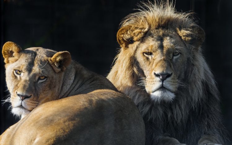 lion, Lions, Predator, Carnivore, Cat, Cats, Ah HD Wallpaper Desktop Background
