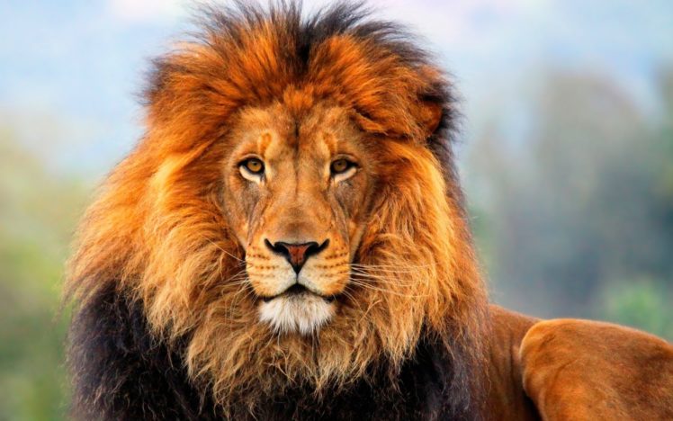 lion, Lions, Predator, Carnivore, Cat, Cats HD Wallpaper Desktop Background