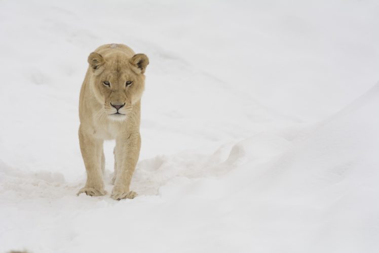 white, Lion, Lioness, Wild, Cat, Carnivore, Muzzle, Winter, Snow HD Wallpaper Desktop Background