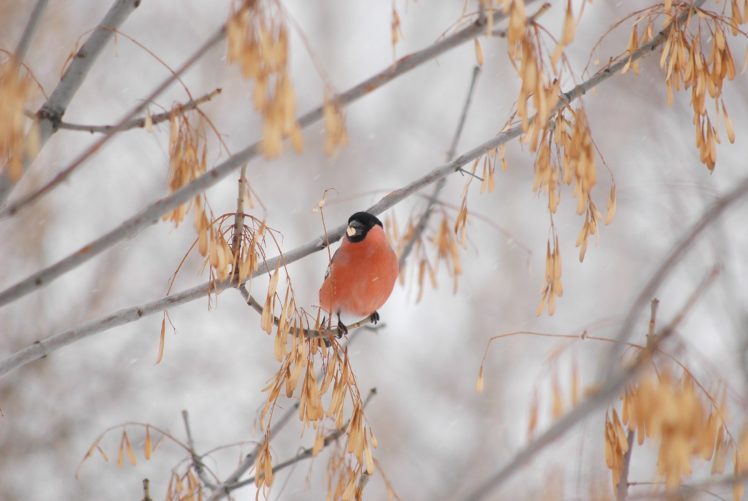 tree, Maple, Color, Pink, Bullfinch, Winter, Finch HD Wallpaper Desktop Background