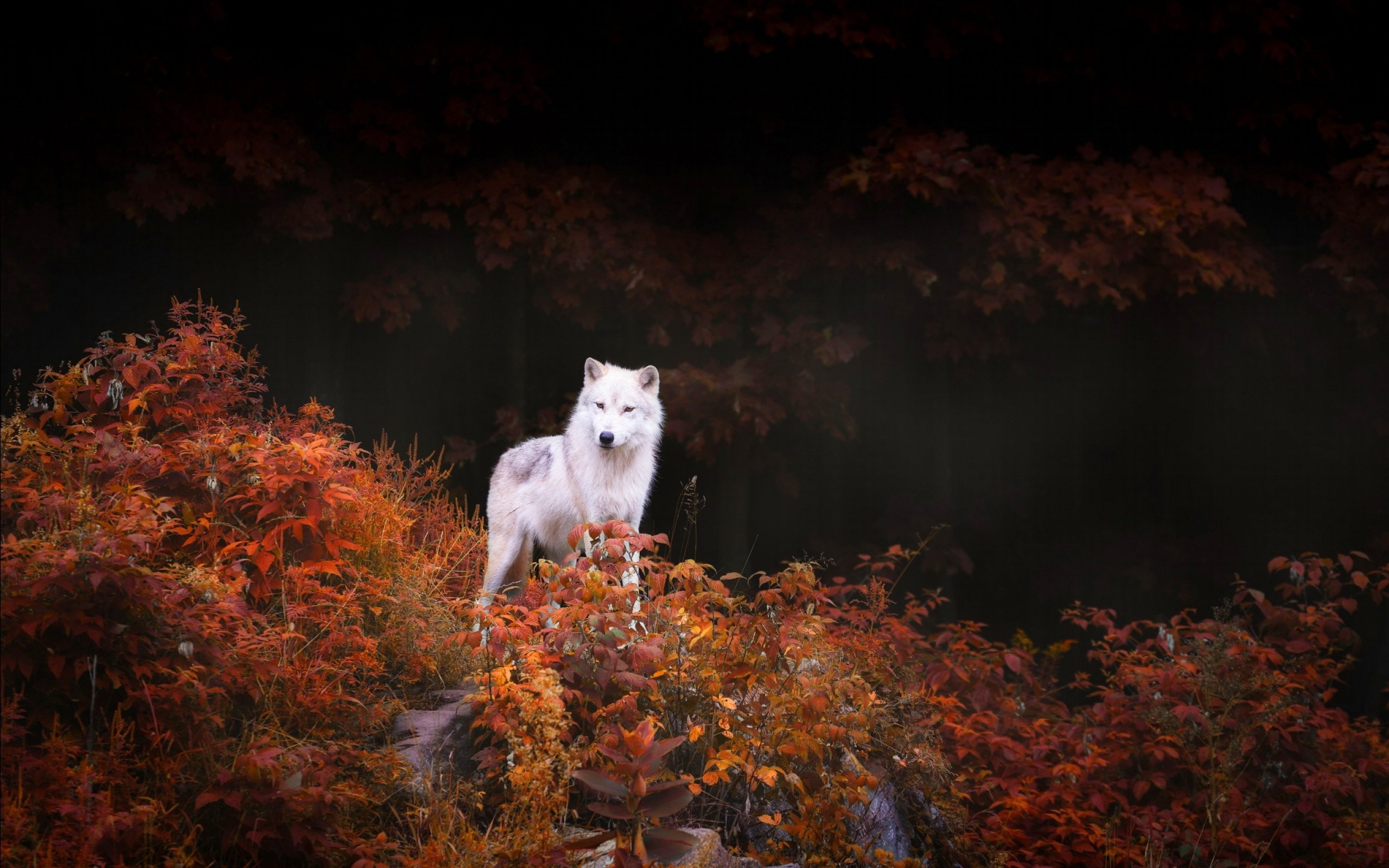 wolf, Wolves, Predator, Carnivore Wallpaper