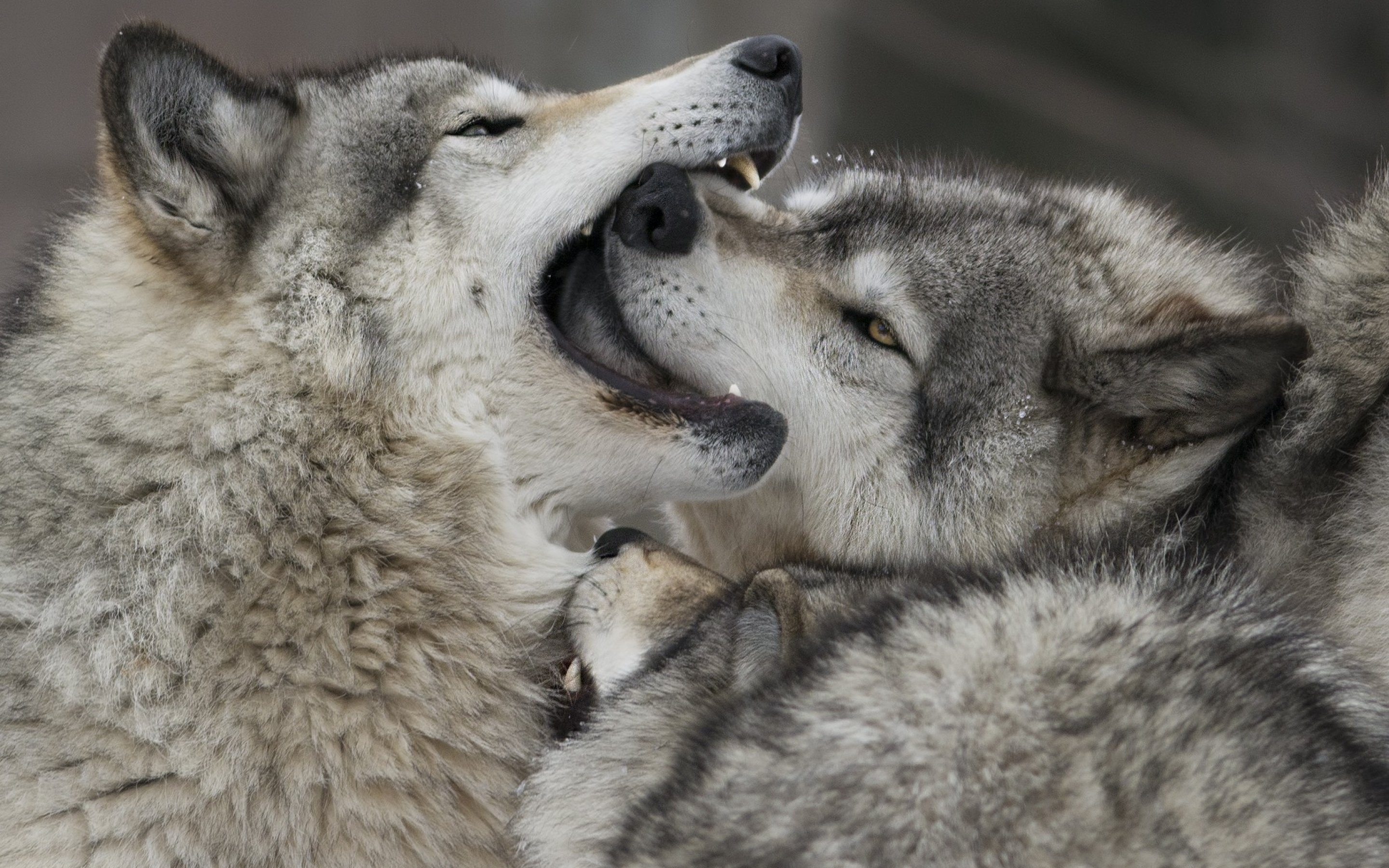 wolf, Wolves, Predator, Carnivore Wallpaper