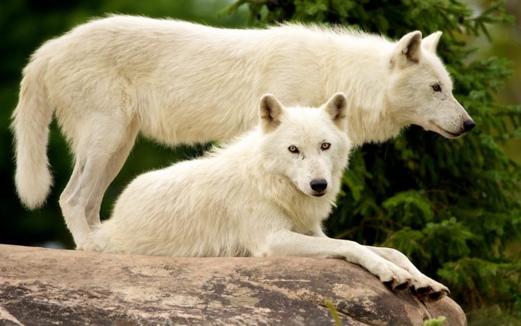 wolf, Wolves, Predator, Carnivore HD Wallpaper Desktop Background