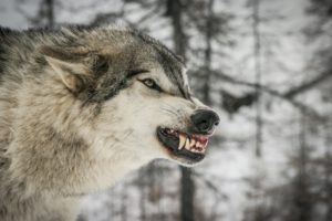 wolf, Wolves, Predator, Carnivore