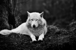wolf, Wolves, Predator, Carnivore