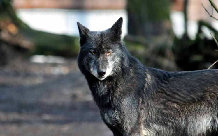 wolf, Wolves, Predator, Carnivore, Fg HD Wallpaper Desktop Background