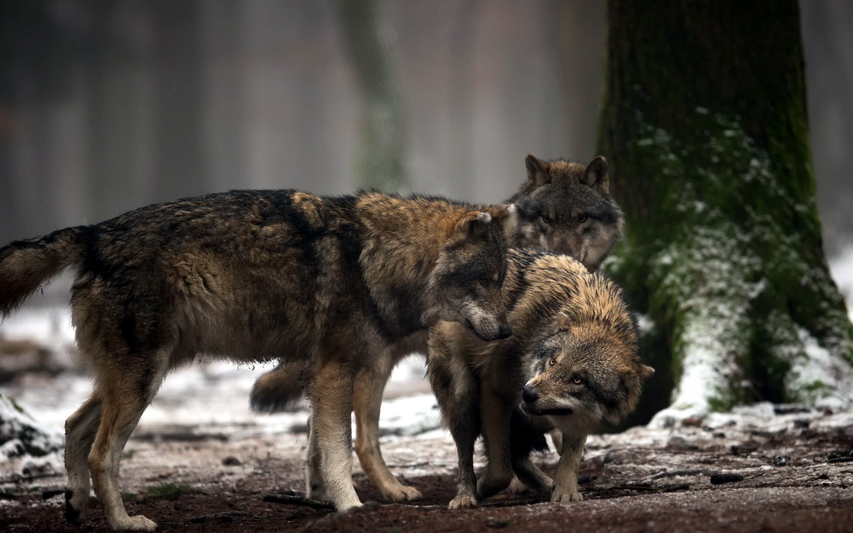 wolf, Wolves, Predator, Carnivore Wallpaper