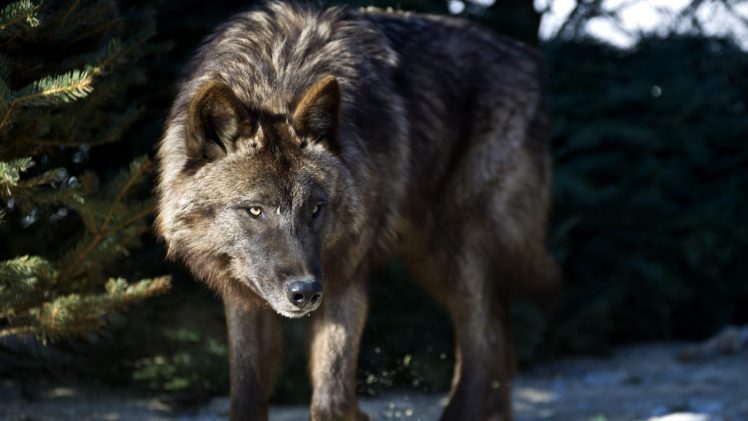 wolf, Wolves, Predator, Carnivore HD Wallpaper Desktop Background