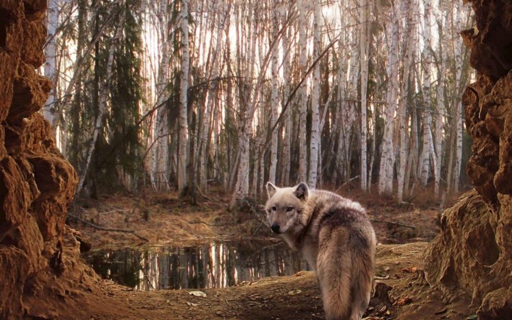 wolf, Wolves, Predator, Carnivore, Forest HD Wallpaper Desktop Background