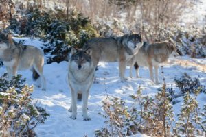 wolf, Wolves, Predator, Carnivore, Winter, Snow
