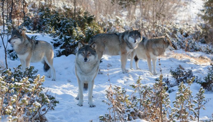 wolf, Wolves, Predator, Carnivore, Winter, Snow HD Wallpaper Desktop Background