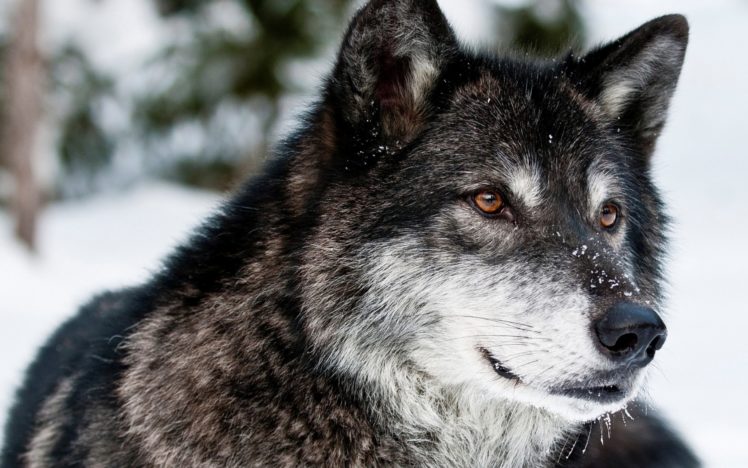 wolf, Wolves, Predator, Carnivore, Winter, Snow, Fd HD Wallpaper Desktop Background