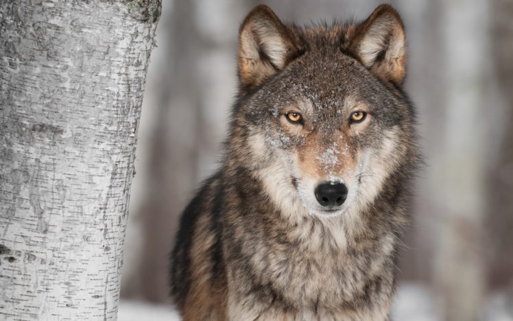 wolf, Wolves, Predator, Carnivore, Winter, Snow HD Wallpaper Desktop Background