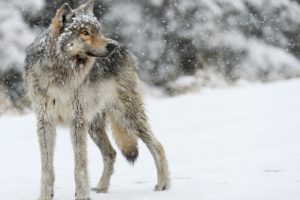 wolf, Wolves, Predator, Carnivore, Winter, Snow