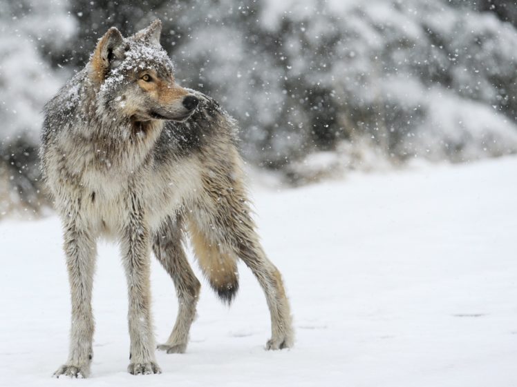 wolf, Wolves, Predator, Carnivore, Winter, Snow HD Wallpaper Desktop Background