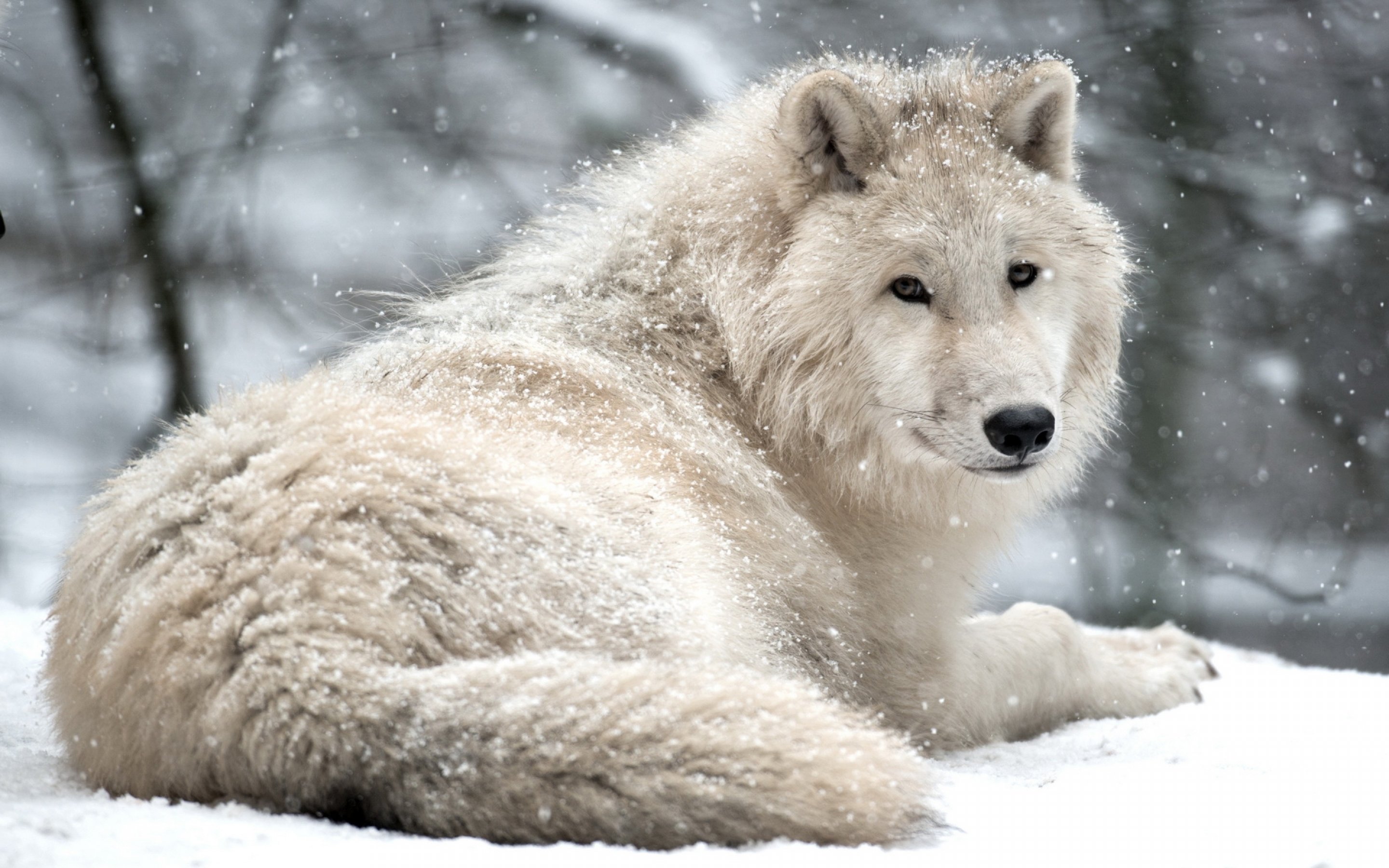 wolf, Wolves, Predator, Carnivore, Winter, Snow Wallpaper