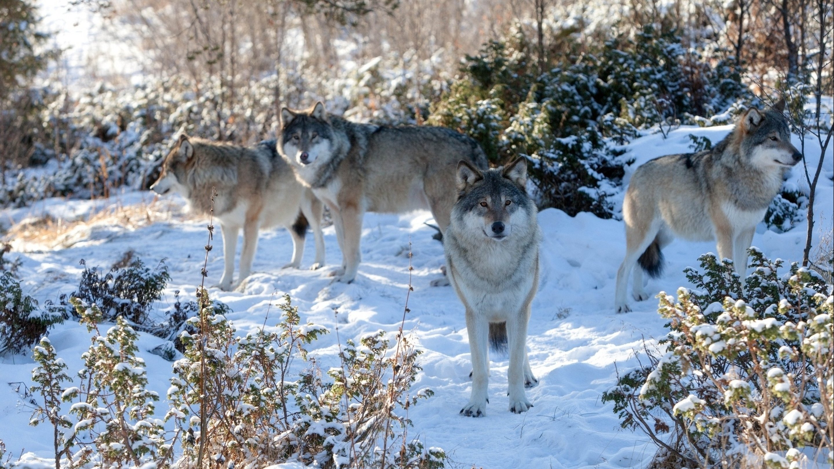wolf, Wolves, Predator, Carnivore, Winter, Snow Wallpaper